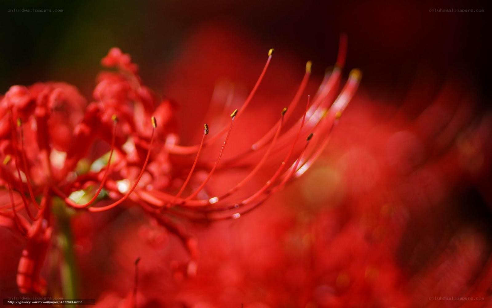 Red spider lily in bloom