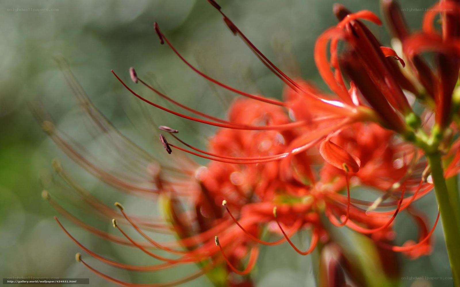 Red spider lily in bloom