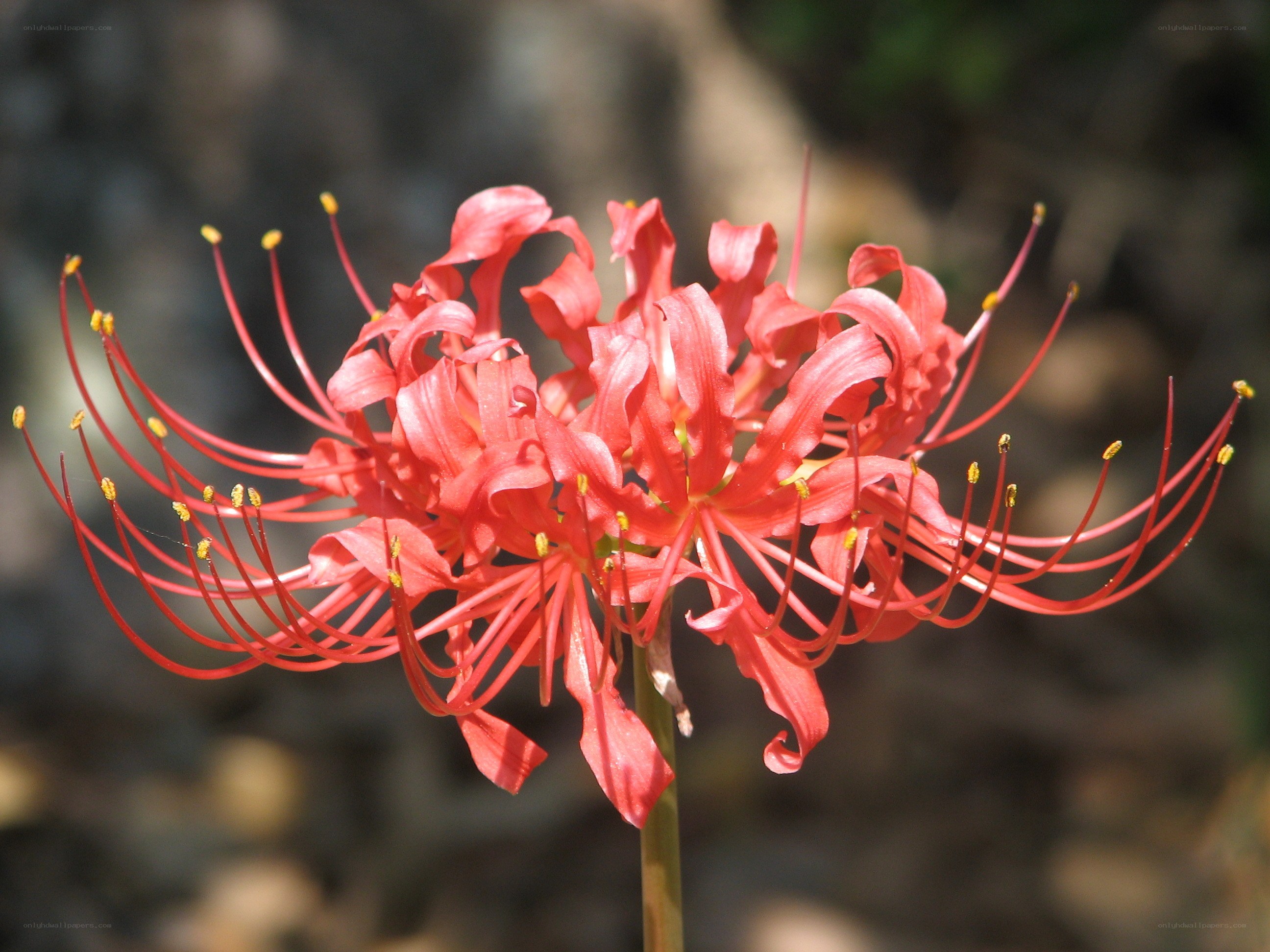 Red spider lily in bloom