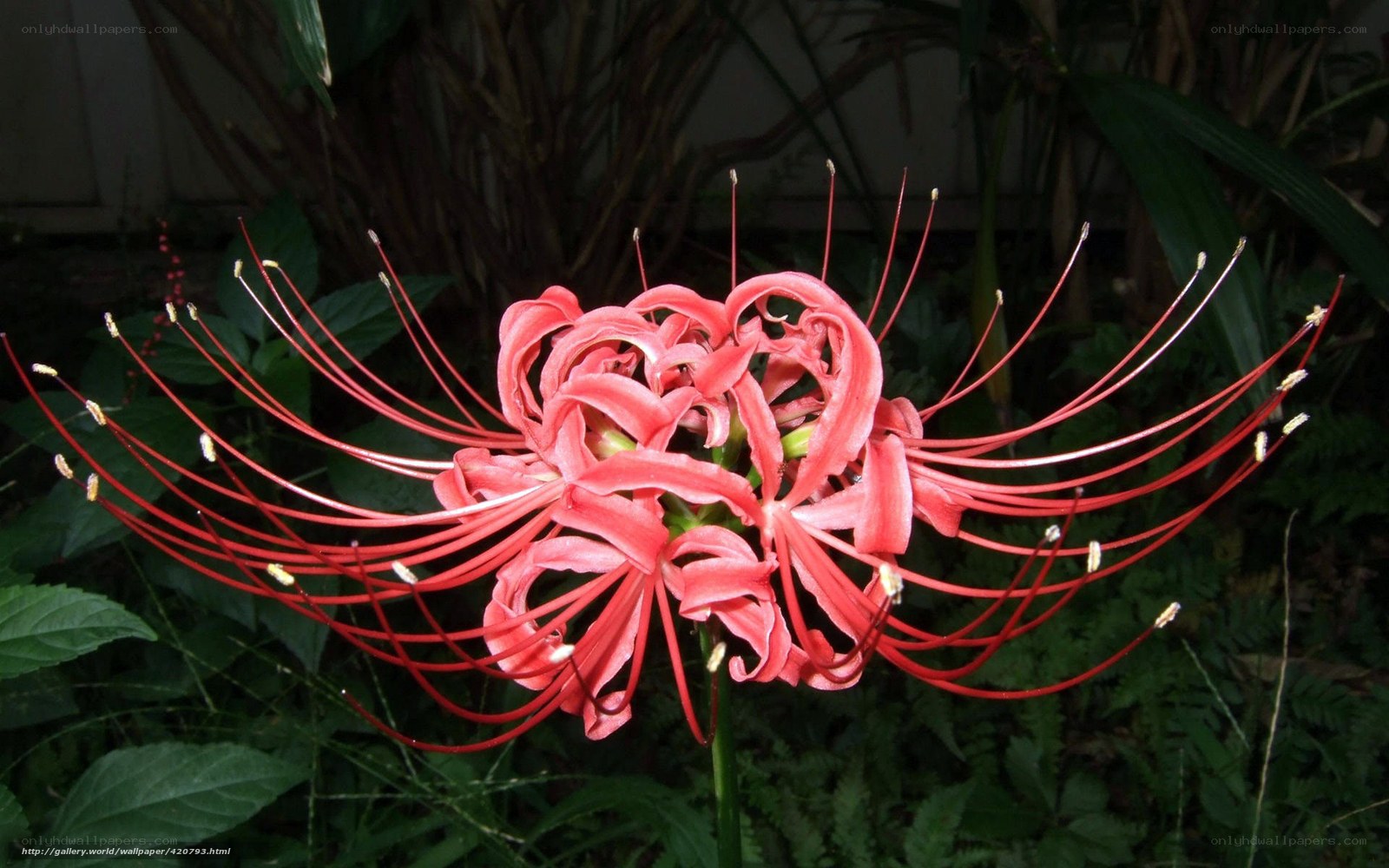 Red spider lily in bloom