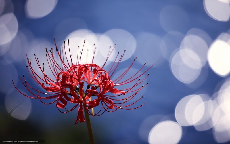 Red spider lily in focus