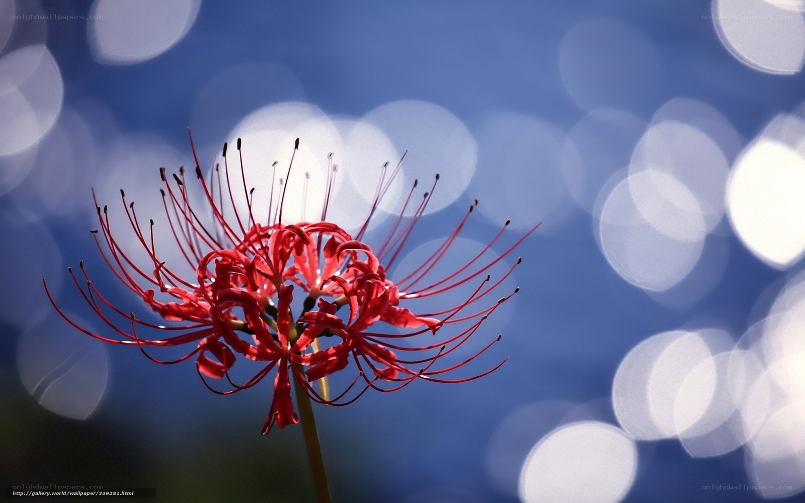 Red spider lily in focus