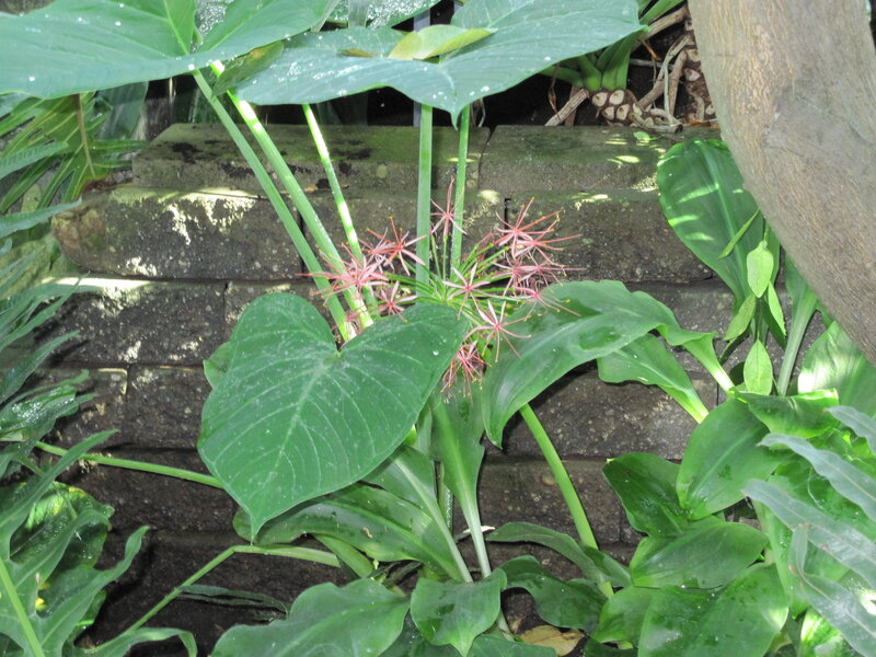 Red Spider Lily Plant
