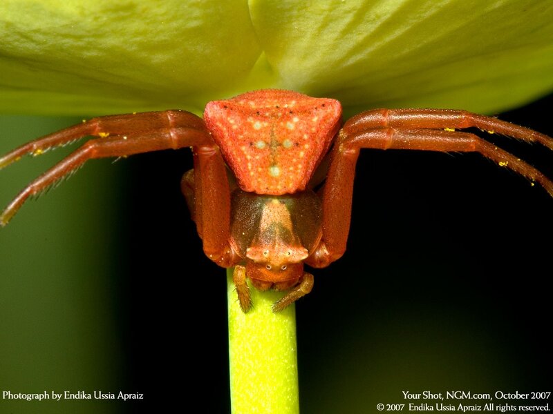 Red spider on green leaf