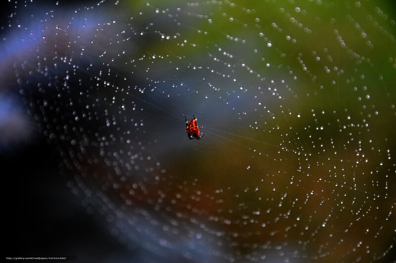 Red Spider on Web — Green
