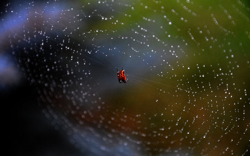 Red Spider on Web