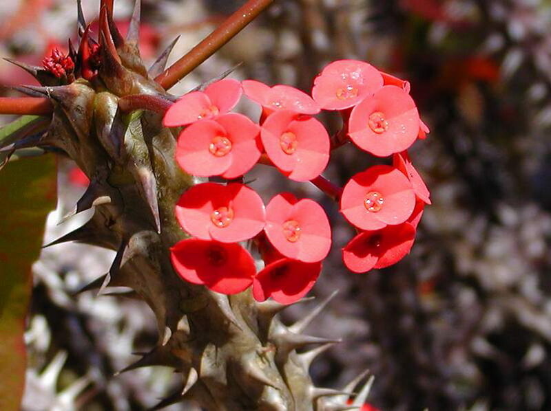 Red Spiky Flower Cluster