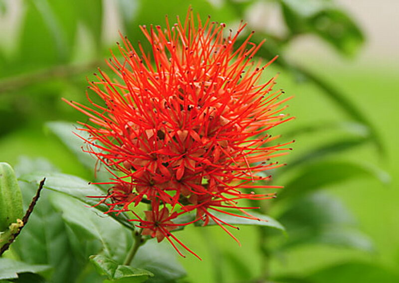 Red Spiky Flower