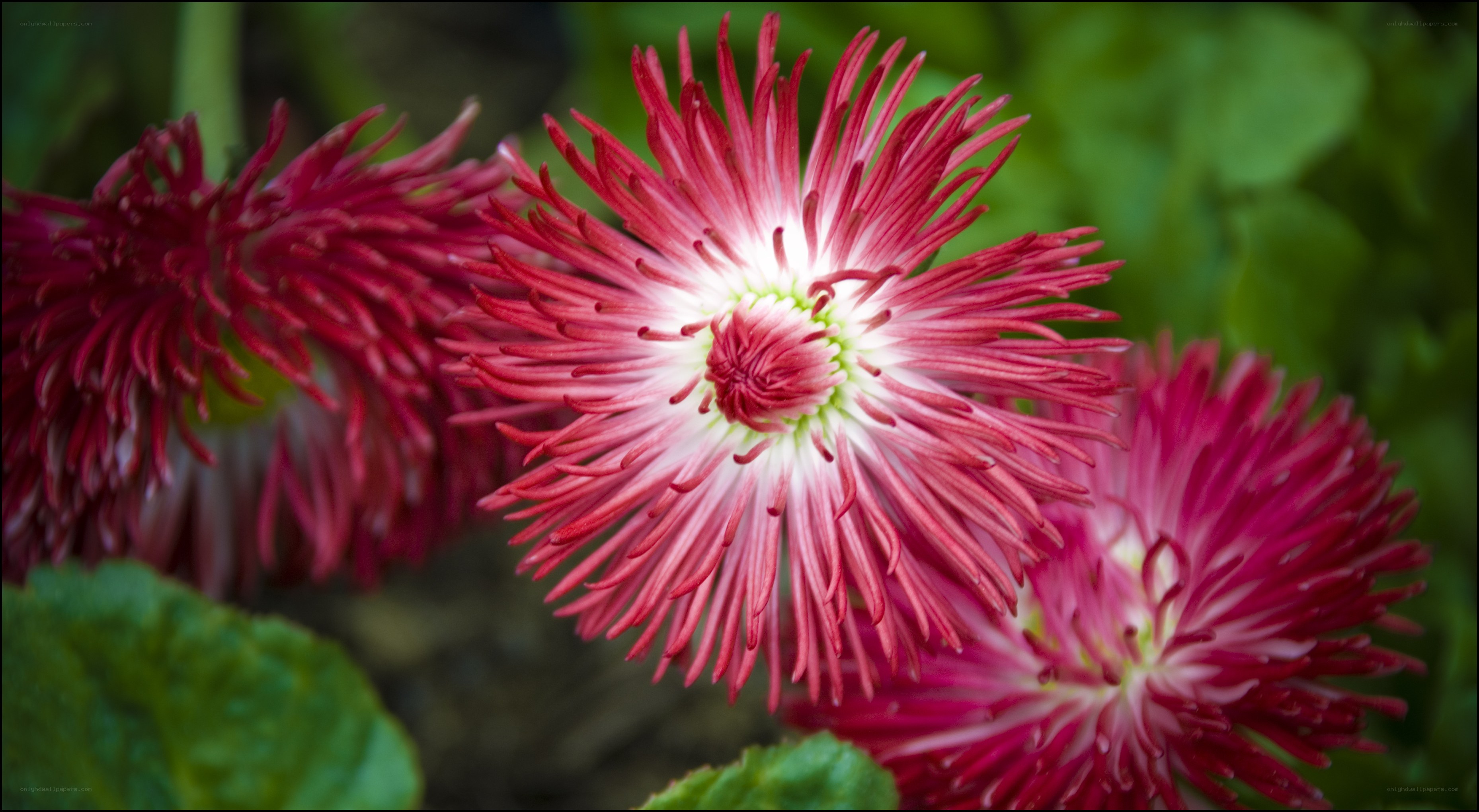 Red spiky flowers in bloom