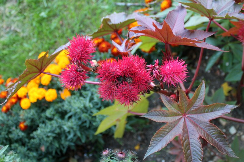 Red Spiky Flowers — Natural