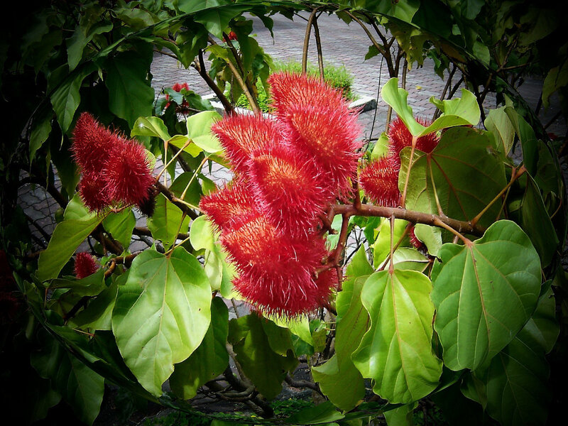 Red spiky flowers on green leaves