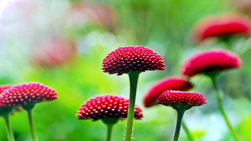 Red Spiky Flowers — Serene