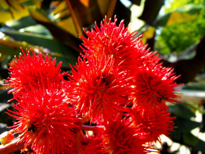 Red Spiky Flowers