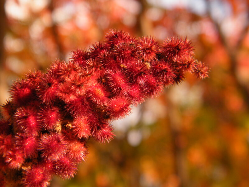 Red Spiky Plant Cluster