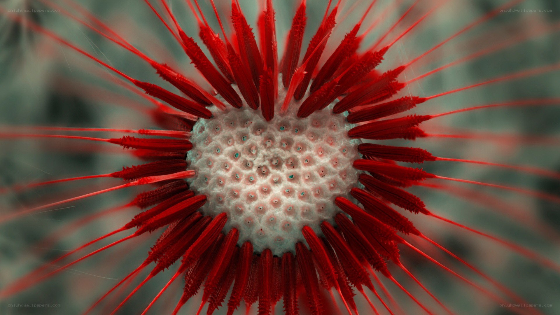 red spiky sea creature