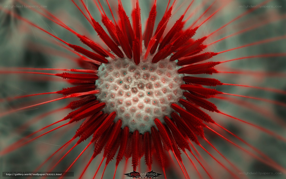Red spiky sea urchin