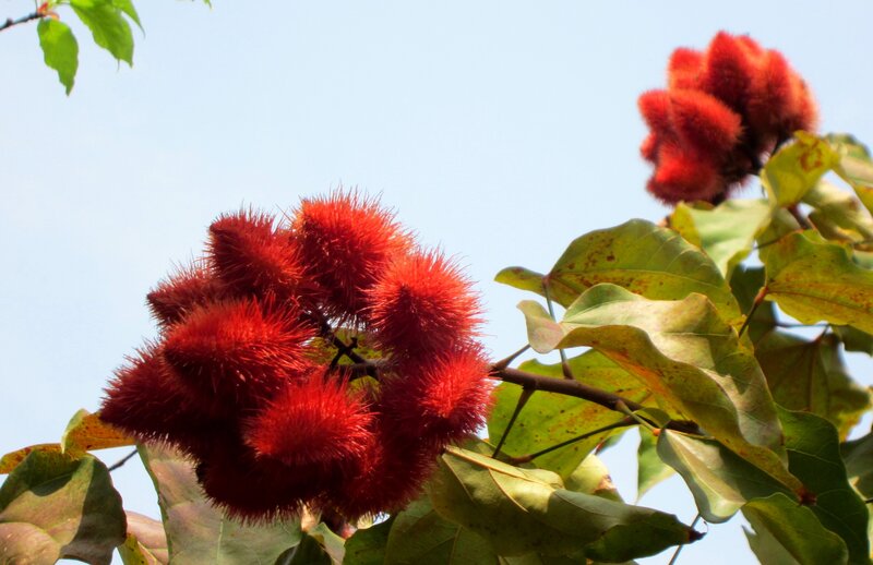 Red Spiky Seed Pods