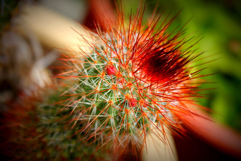 Red-spined Cactus