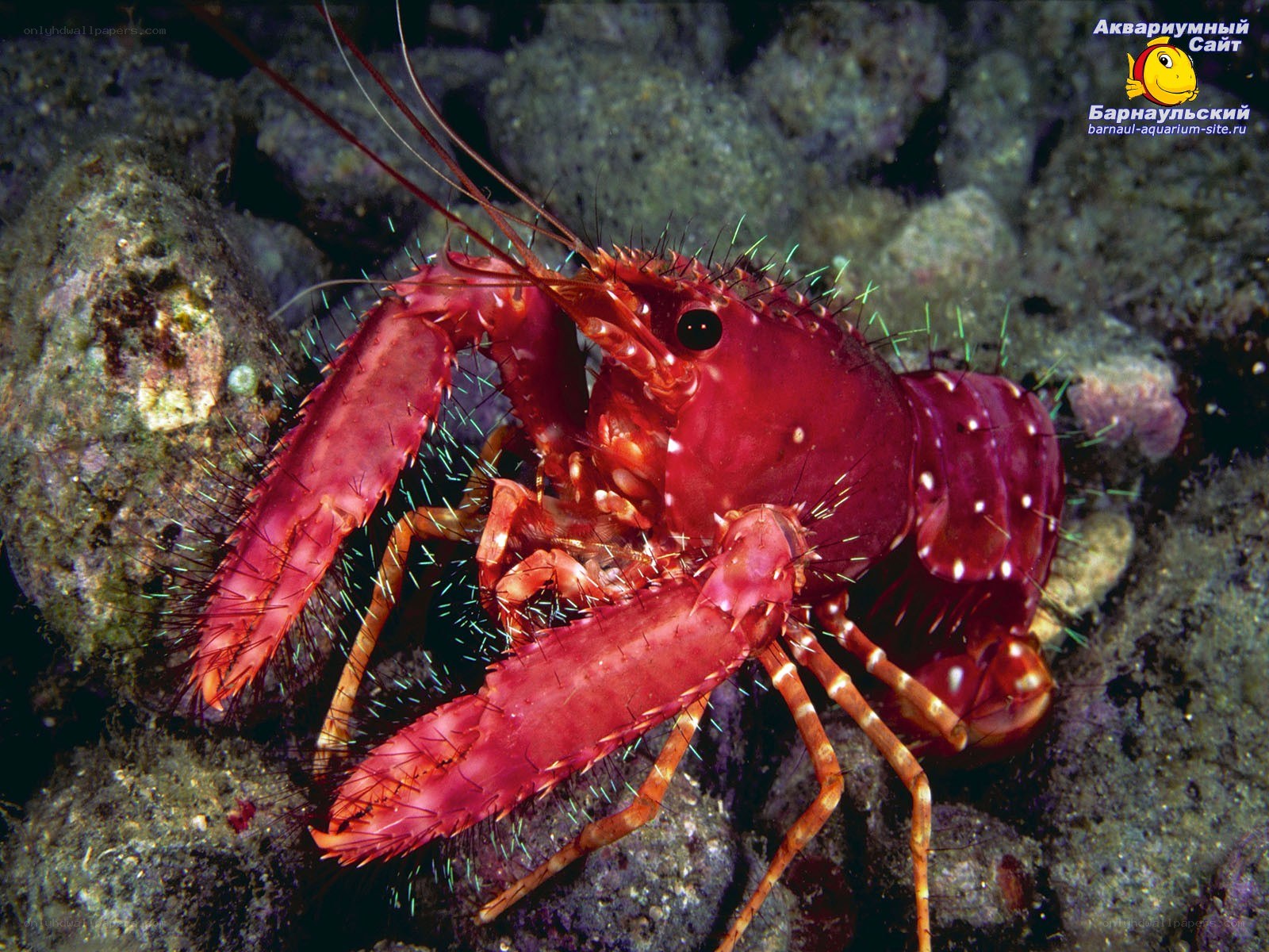 Red spiny lobster on reef