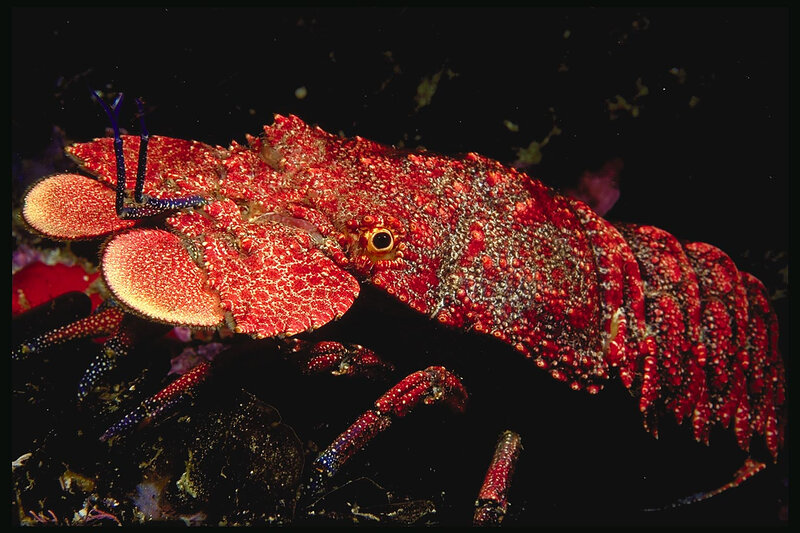 Red spiny lobster