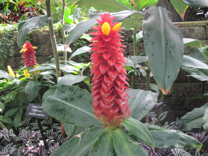 Red Spiral Ginger Flower