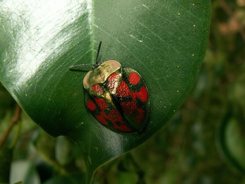Red-spotted Beetle on Leaf