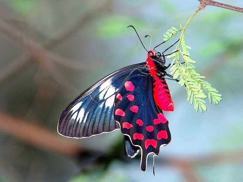 Red-spotted butterfly on leaf