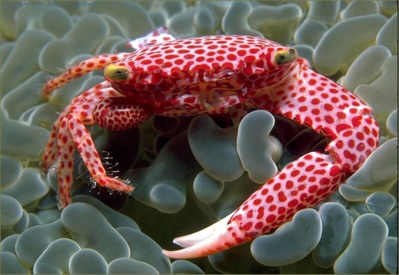 Red-spotted Crab