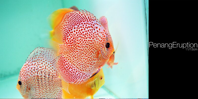 Red-spotted Discus Fish — Red