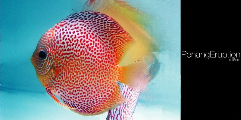 Red Spotted Discus Fish