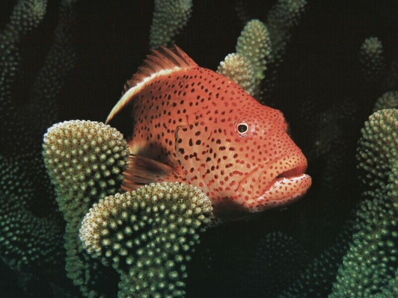 Red spotted fish among corals