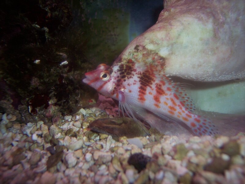 Red-spotted Fish in Aquarium