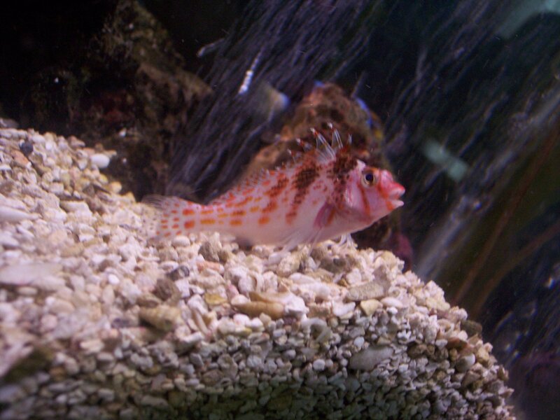 Red-spotted Fish on Gravel