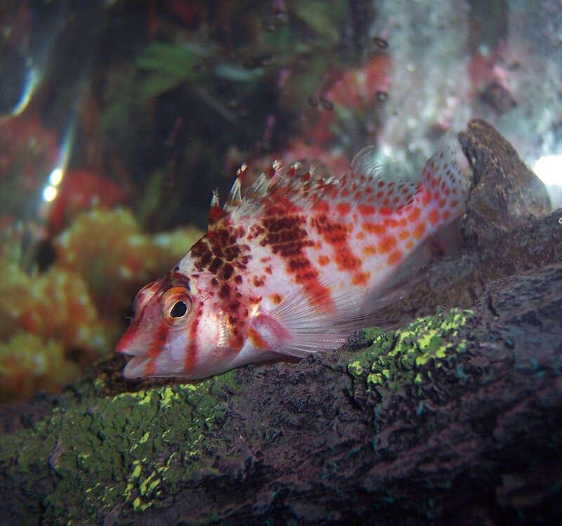 Red-spotted Fish on Rock