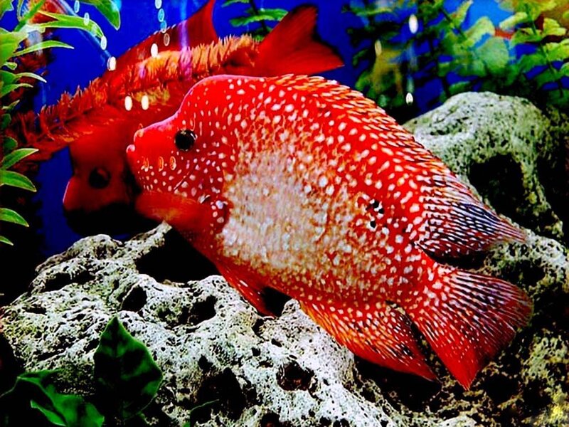 Red Spotted Fish