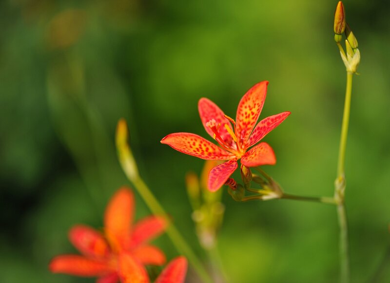 Red Spotted Flower