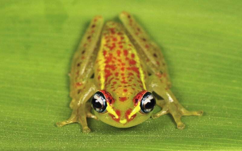 Red-spotted Frog on Leaf