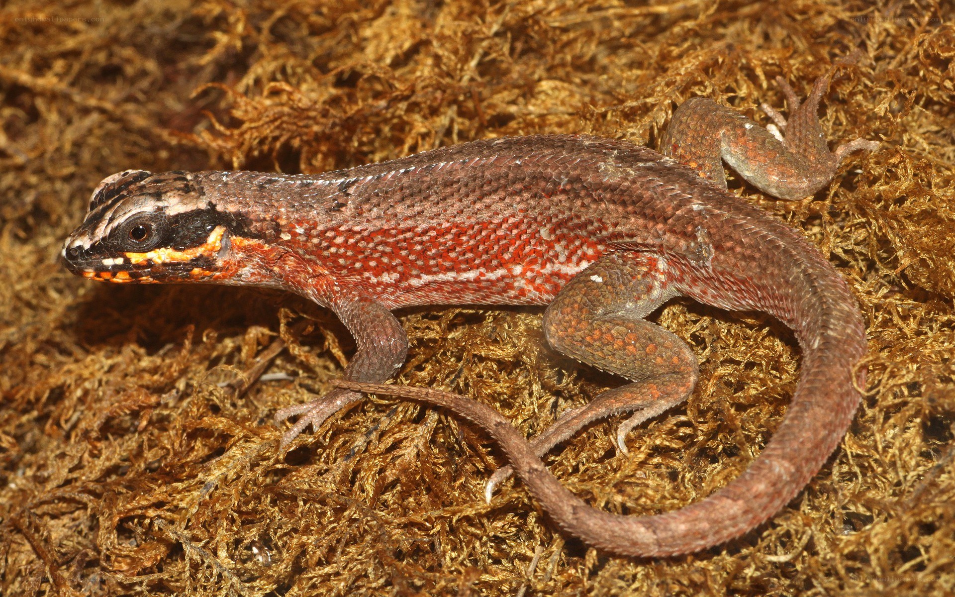 red-spotted lizard on moss