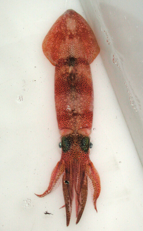 red squid on white surface
