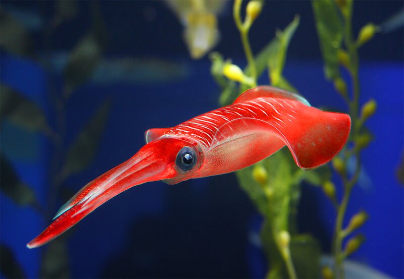 Red Squid Swimming