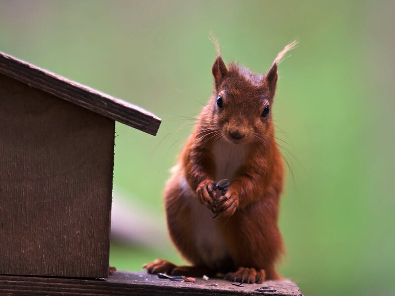 Red squirrel at bird feeder