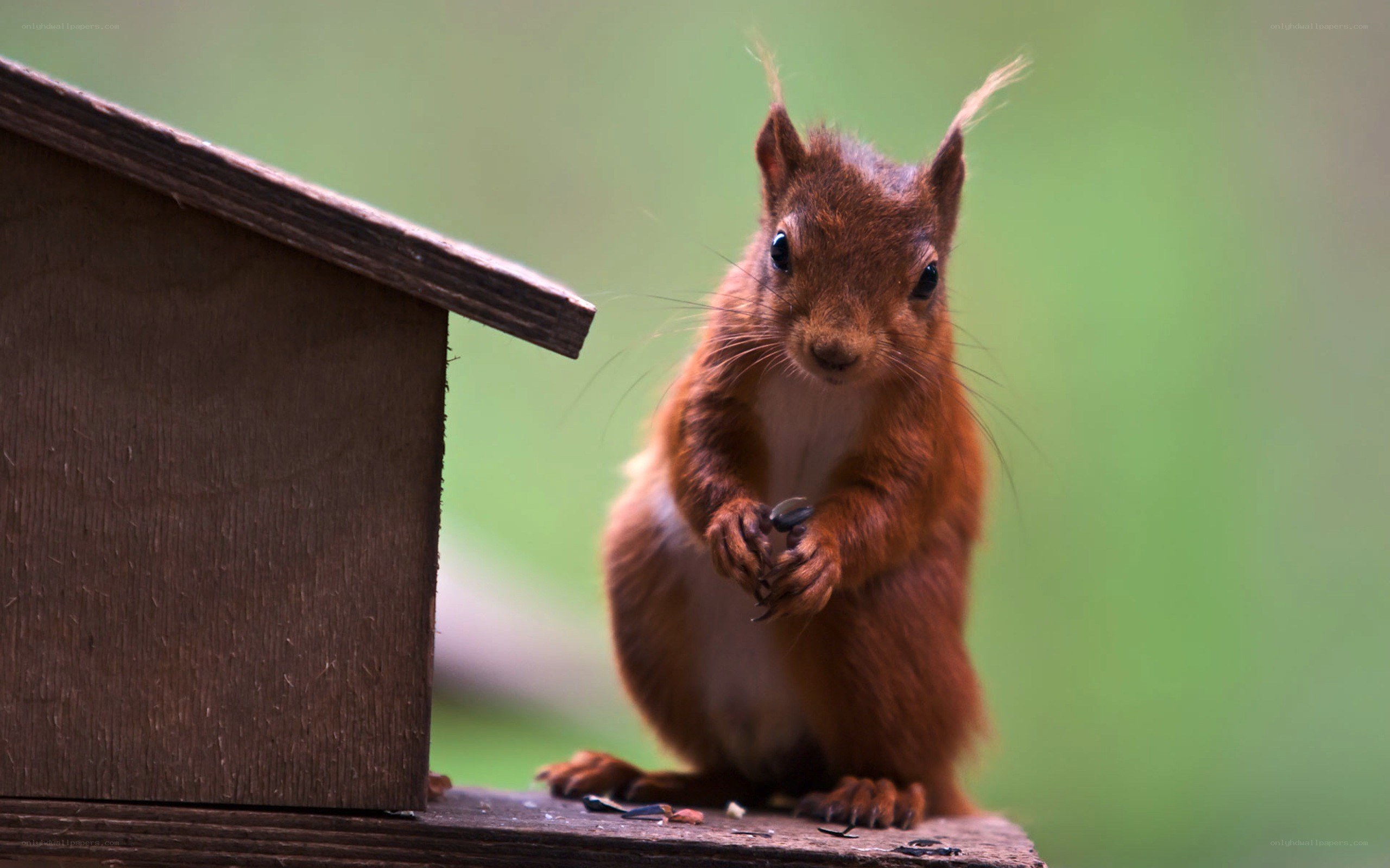 Red squirrel at bird feeder