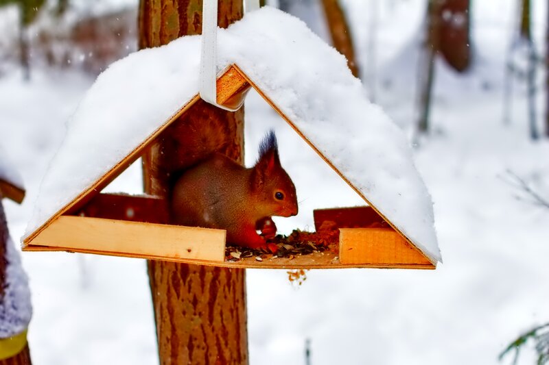 Red Squirrel at Feeder — Brown