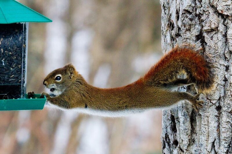 Red Squirrel at Feeder