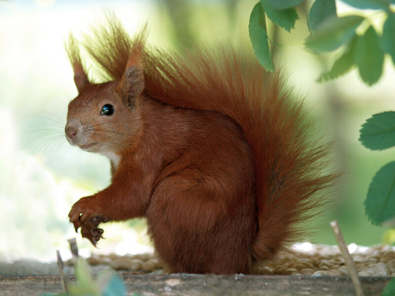 Red Squirrel — Brown