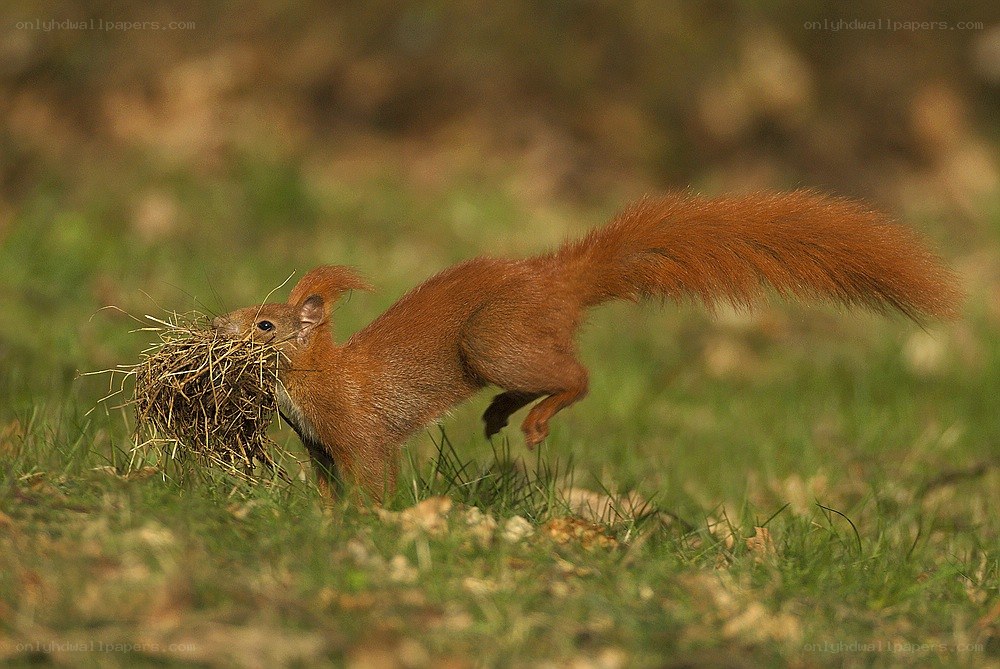 Red squirrel carrying nest material
