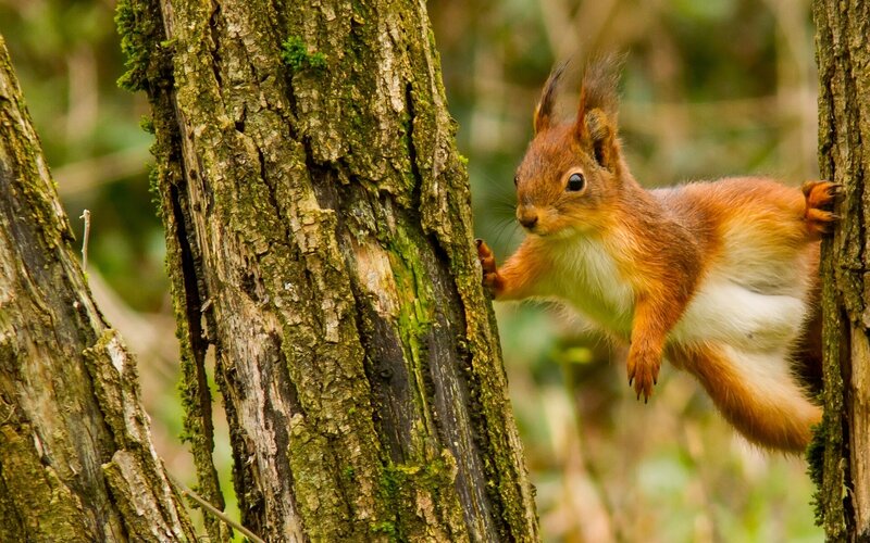 Red Squirrel Climbing Tree — Brown, Alert
