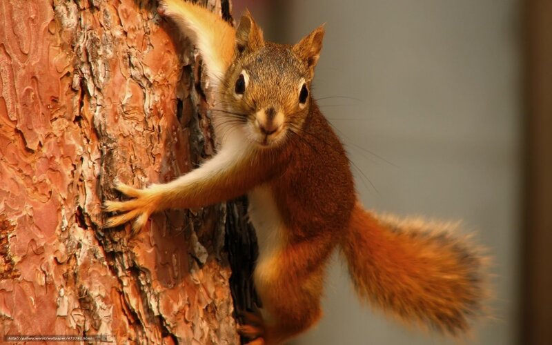 Red Squirrel Climbing Tree — Brown, Curious, Afternoon, Photograph