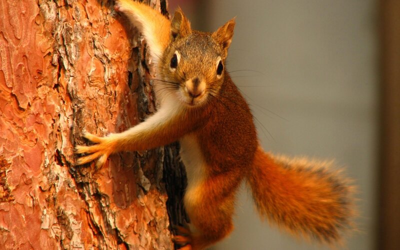 Red Squirrel Climbing Tree — Brown, Curious, Afternoon, Photograph, Tree Bark
