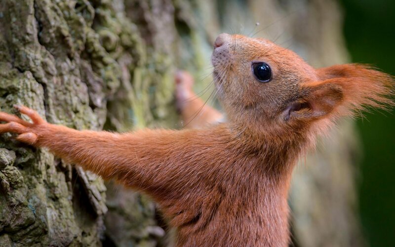 Red Squirrel Climbing Tree — Brown, Curious, Afternoon